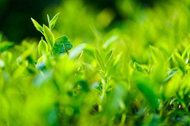 istock Tea leaves in Bao Loc, Vietnam. 1088909568