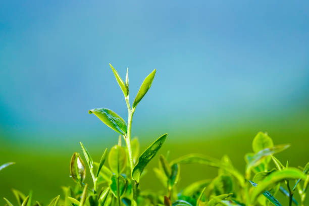 istock Tea leaves in Bao Loc, Vietnam. 1088909888