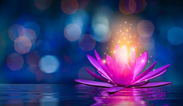 lotus pink light purple floating light sparkle purple background - lotus water lily water flower imagens e fotografias de stock