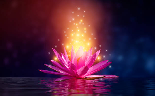 istock lotus Pink light purple floating light sparkle purple background 1088910460