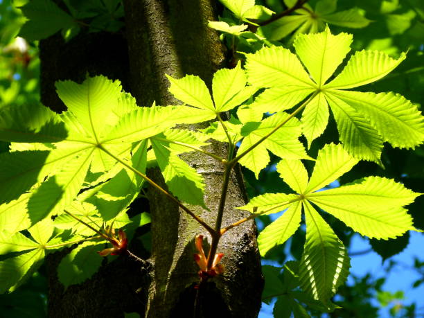 istock Young chestnut leaves in full sunlight 1088911480