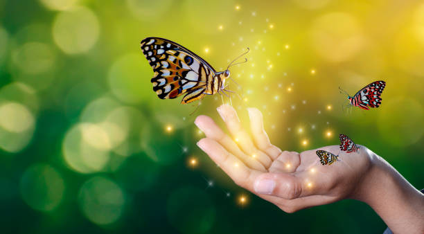 蝶がきらびやかなライトで女の子の手に甘いの間に出会い人間の手の蝶 - butterfly monarch butterfly isolated flying ストックフォトと画像