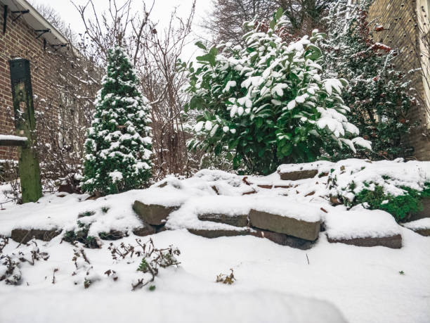 istock real christmas tree at a day of snow 1088911878