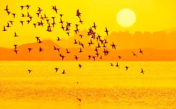 Silhouette waterbird flying on sea with sunset