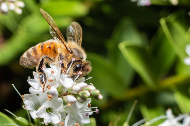 istock wild honey bee on a white flower 1088913864