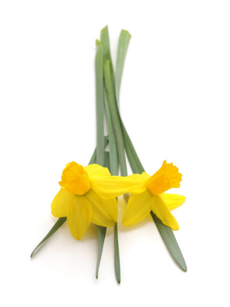 istock Flowers yellow narcissus. 1088918562