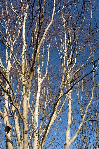 Berkshire, England - December 28, 2018: this deciduous birch tree has a silver-white, peeling bark.  The sunlight creates shadows, making the bark appear to be different colours - from bright white to black - in this photo.