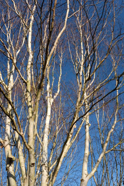 Betula utilis (var. jacquemontii 'Silver Shadow'), otherwise known as Himalayan birch 'Silver Shadow', set against a bright blue sky in late December in England Berkshire, England - December 28, 2018: this deciduous birch tree has a silver-white, peeling bark.  The sunlight creates shadows, making the bark appear to be different colours - from bright white to black - in this photo. betula utilis stock pictures, royalty-free photos & images