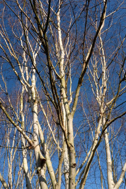Betula utilis (var. jacquemontii 'Silver Shadow'), otherwise known as Himalayan birch 'Silver Shadow', set against a bright blue sky in late December in England Berkshire, England - December 28, 2018: this deciduous birch tree has a silver-white, peeling bark.  The sunlight creates shadows, making the bark appear to be different colours - from bright white to black - in this photo. betula utilis stock pictures, royalty-free photos & images