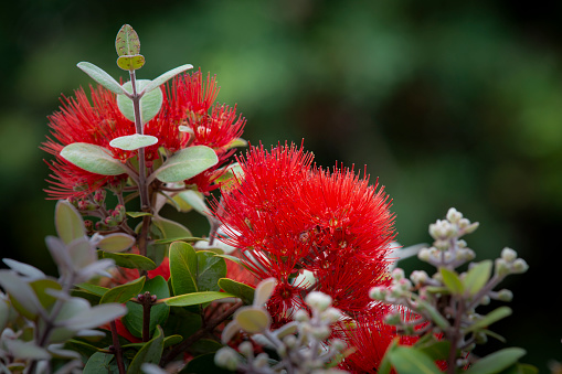 The Pohutukawa tree which is also called the New Zealand Christmas tree is in full bloom around Auckland in summer