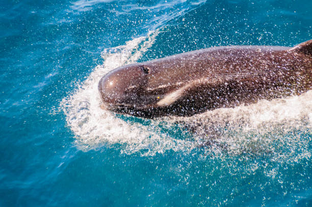 istock Long-Finned Pilot Whales in the Southern Atlantic Ocean 1088925798