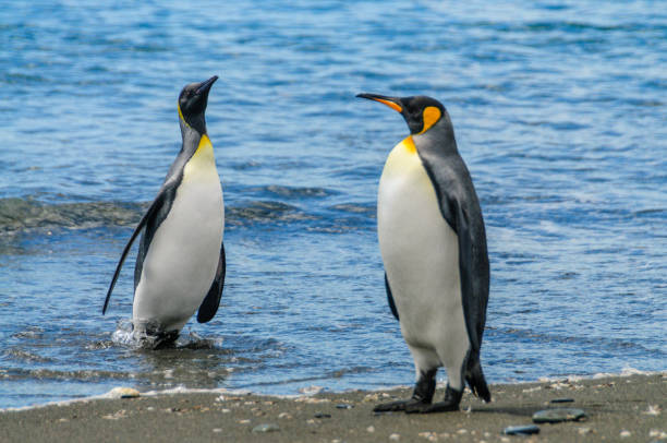 istock King Penguins on Salisbury plains 1088925894