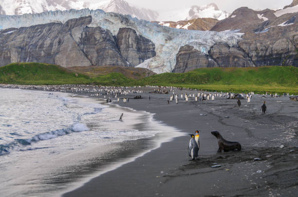 istock King Penguin and Fur Seal 1088925962