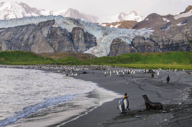 istock King Penguin and Fur Seal 1088925966