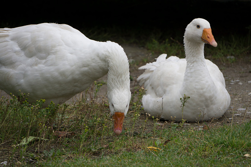 two geese home on the street