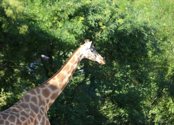 istock giraffe with long neck and green plants 1088934092