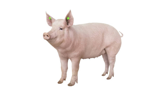 istock big pig vaccination isolated on white 1088934168
