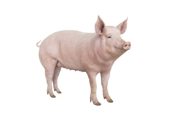 großen schwein impfung isoliert auf weiss - pig stock-fotos und bilder