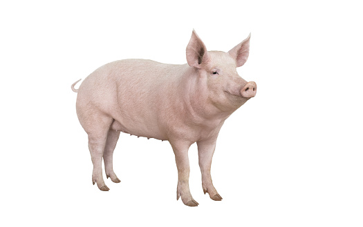 vacunación del cerdo grande aislada en blanco photo
