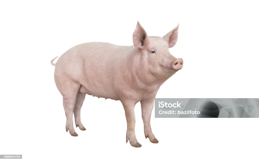 big pig vaccination isolated on white big pig vaccination isolated on white background Pig Stock Photo