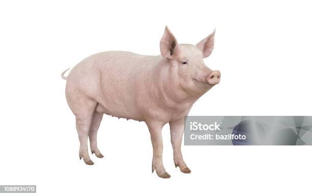 Big Pig Vaccination Isolated On White Stock Photo - Download Image Now - Pig, White Background, Cut Out