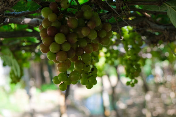Grapes tree. Stock photo image of bunch fresh green grape fruit on the vine with green leaf in vineyard. Close up ripe green grapes branch with grape leaves on vineyard background. Phan Rang, Vietnam