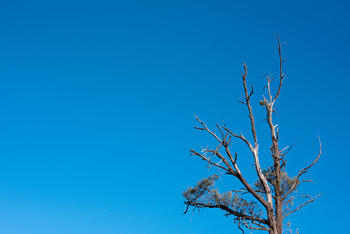 Image landscape of Dead trees on blue sky background at Mountain Ijen volcano in Banyuwangi, Indonesia.