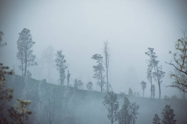 Image landscape of volcano forest and layers of mountain in Kawah Ijen, Indonesia
