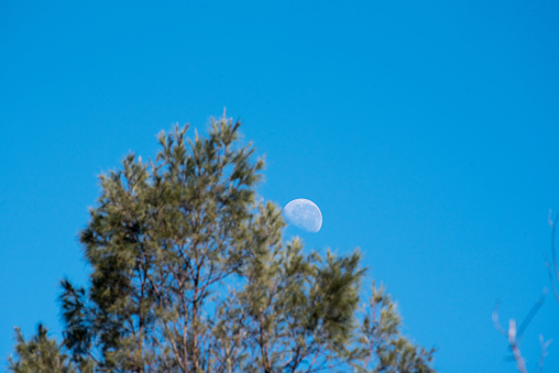 Image landscape of Moon shining through Trees with blue sky.