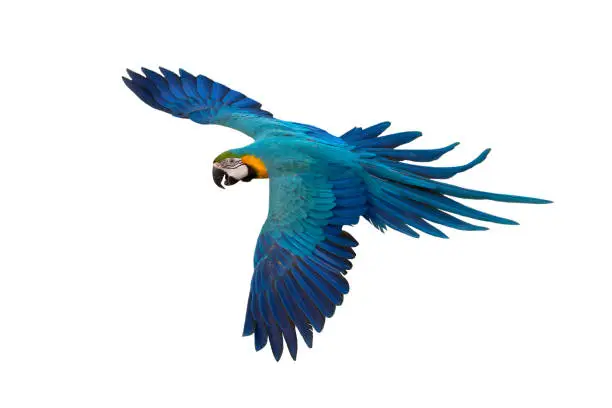 Blue and gold macaw flying isolated on white background