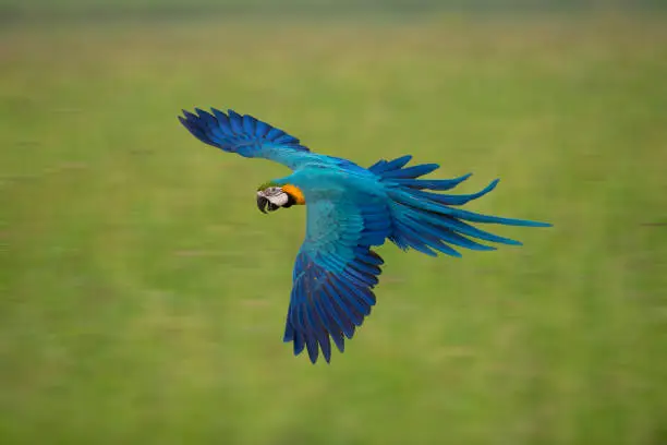 Photo of Macaw flying on green background,Blue and gold macaw