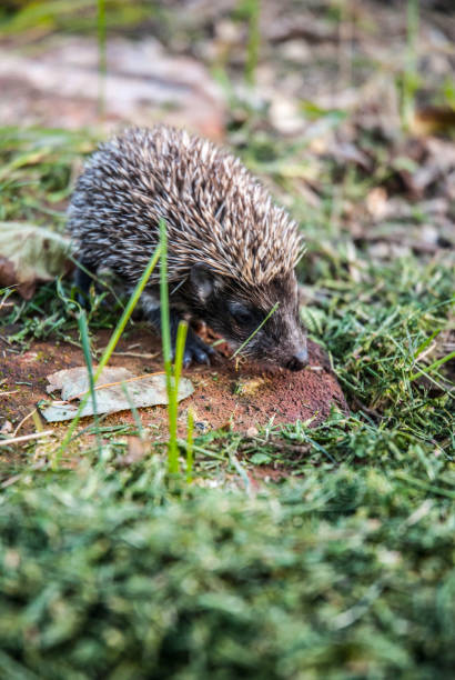 istock Young Hedgehog Searching for Food 1088939854