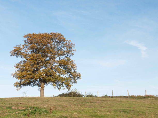 istock Autumn blue sky line trees green nature outside landscape 1088940280