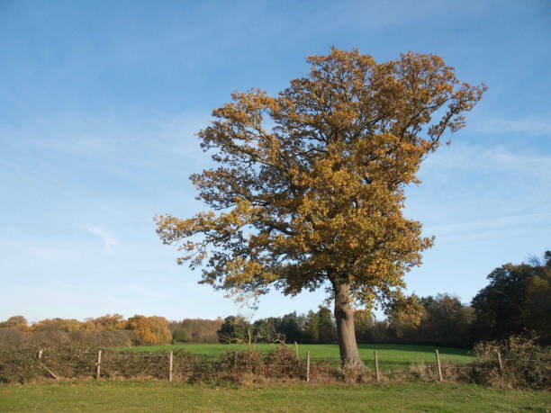 istock Autumn blue sky line trees green nature outside landscape 1088940286