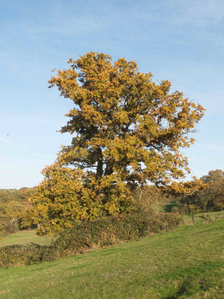 Autumn blue sky line trees green nature outside landscape