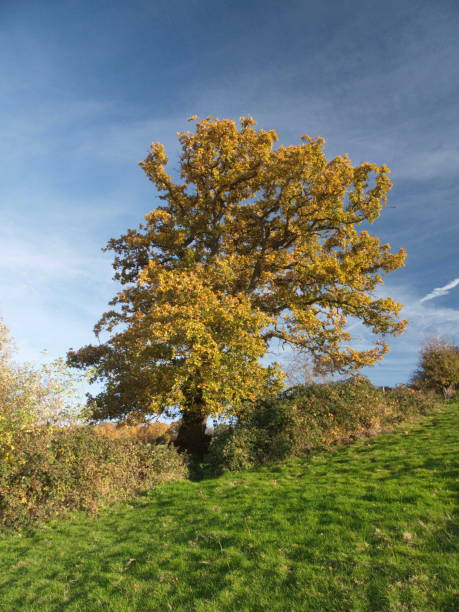 istock Autumn blue sky line trees green nature outside landscape 1088940302