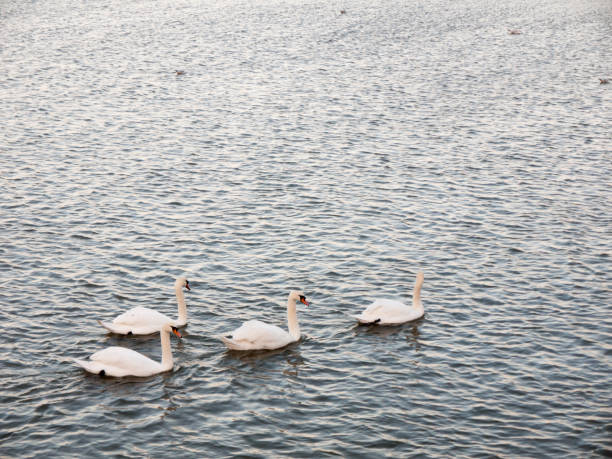 istock Beautiful blue outside ocean texture surface with birds swans swimming 1088942698