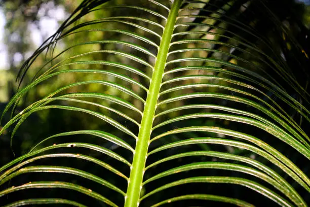 The image shows textured effect of natural sunlight on the palm tree leaves.