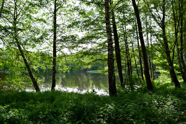 istock Lake in a wooden area 1088947764