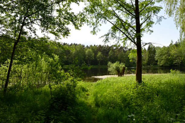 istock Lake in a wooden area 1088948350