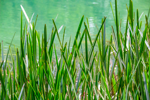 April riverbank blades of grass on a Zlatna Panega karst River water surface background at Iskar-Panega Eco-path Geopark, the first geopark in Bulgaria, close picture