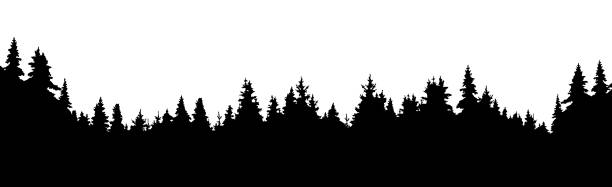 ilustraciones, imágenes clip art, dibujos animados e iconos de stock de bosque de coníferas, fondo de vector silueta - árbol de hoja perenne