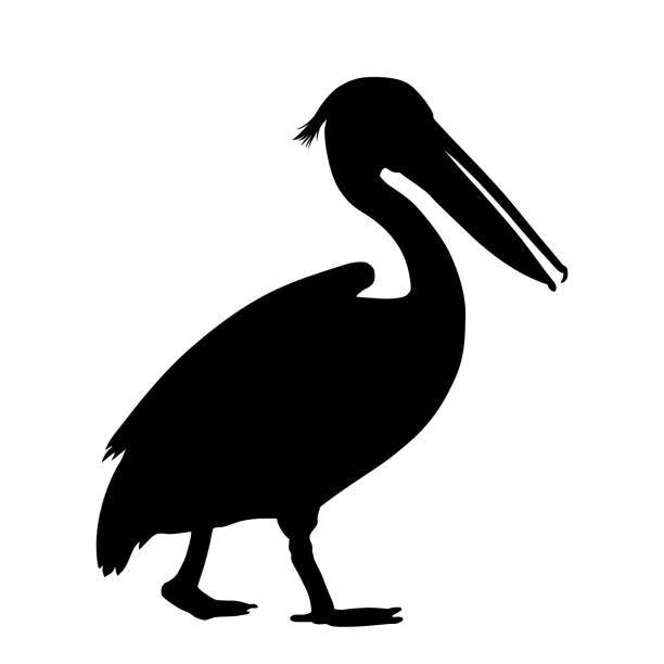Pelican silhouette isolated on white background vector Pelican silhouette isolated on white background vector pelican stock illustrations