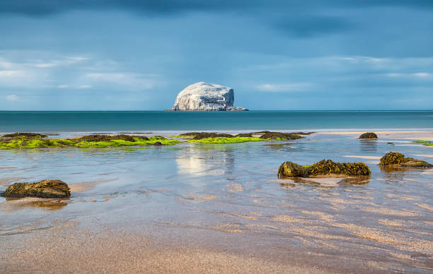 chuva e rock bass reflexos na água. rock de baixo. colónia de gansos. north berwick.  escócia - rock bass - fotografias e filmes do acervo