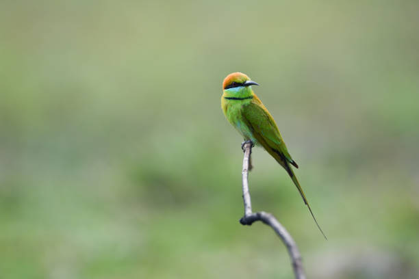 istock Green Bee-eater ,Common bird in Thailand 1088953542