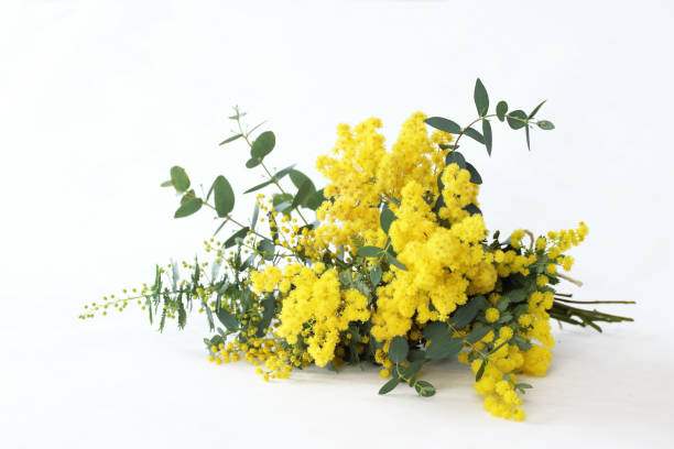 istock bouquet of mimosa 1088954982