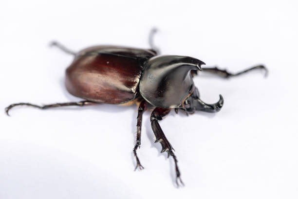 istock Beetles, Insects, Bugs are a group of insects form the order Coleoptera,Animal samples for education in laboratory. 1088960628
