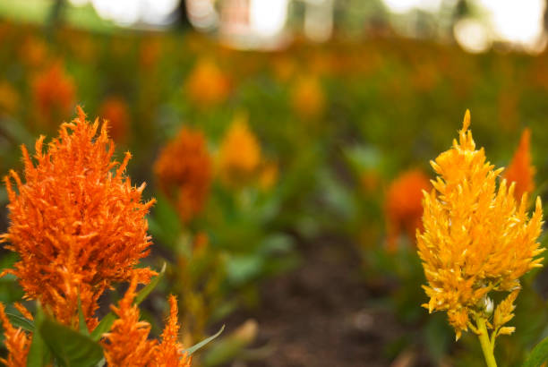 istock Blur with flowers in different colors 1088961110