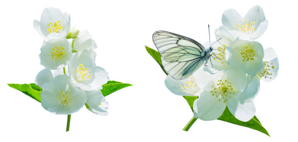 Beautiful blooming branch of jasmine isolated on white background.