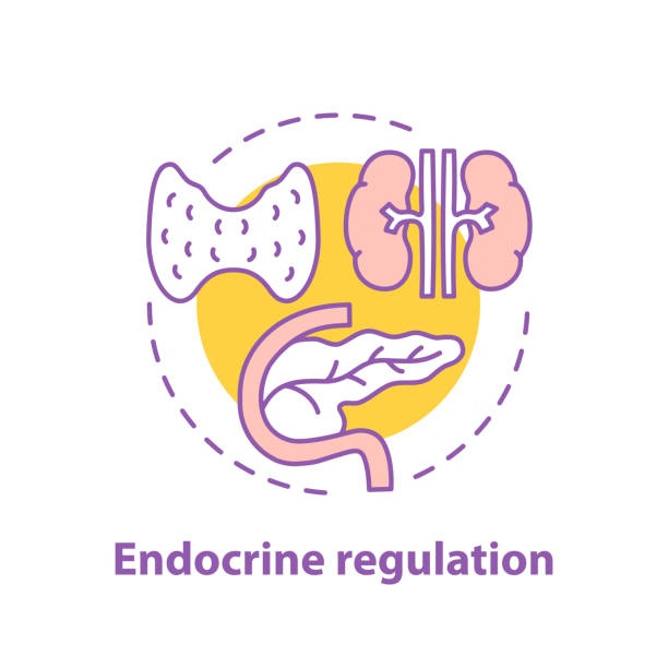 ikon regulasi endokrin - hormon ilustrasi stok